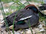 A male teal sleeping - Amy Lewis